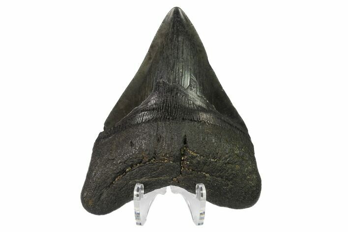 Fossil Megalodon Tooth - Georgia #144303
